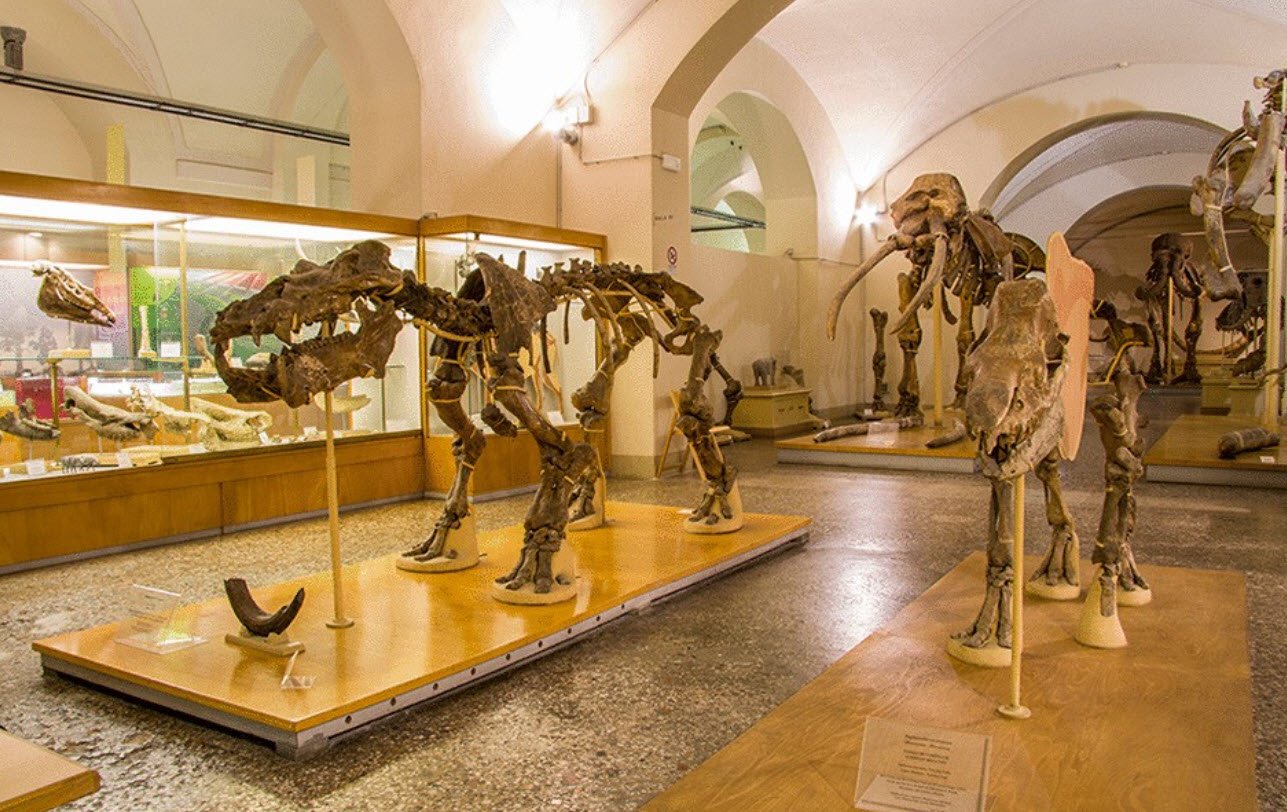 Malmerendi Museum of Natural Science, Italy